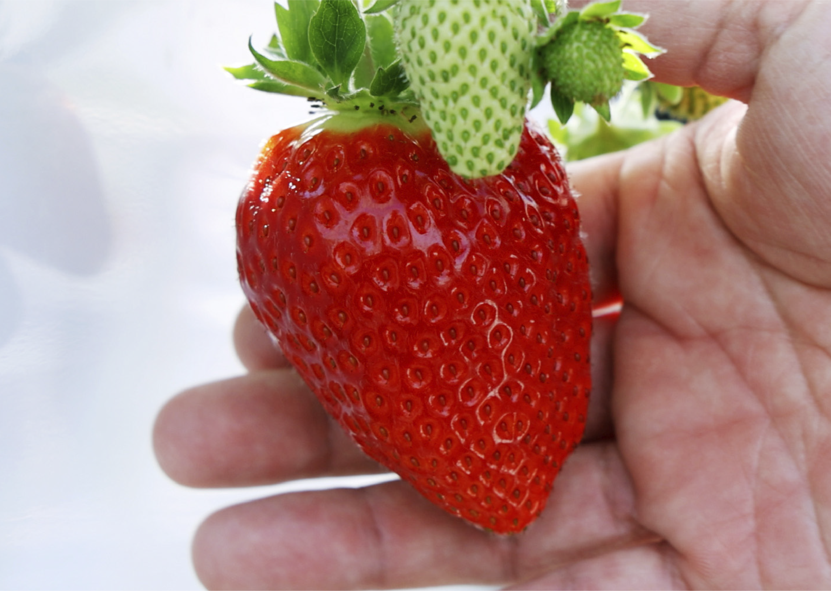 まりりん 様　⭐︎いちごモチーフ 和歌山のまりひめいちごベリーワン｜BerryOne杉本農園